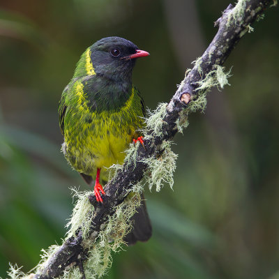 Green-and-Black Fruiteater