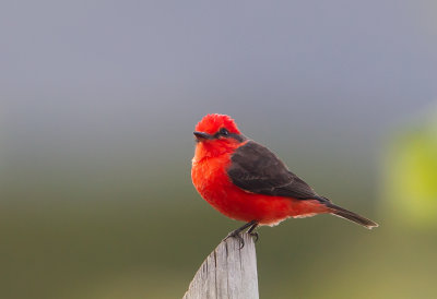 Vermillion Flycatcher