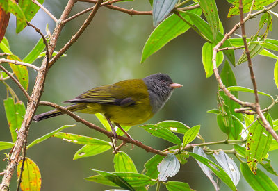 Grey-hooded Bush Tanager