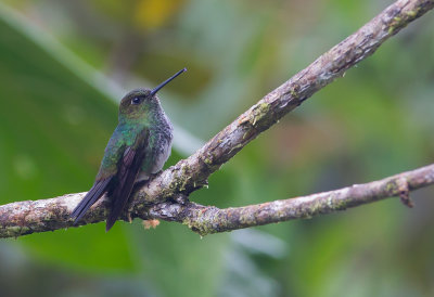 Greenish Puffleg