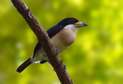 White-mantled Barbet (m)