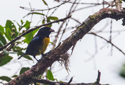 Black-and-Gold Tanager