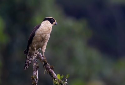 Laughing Falcon