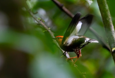 Club-winged Manakin