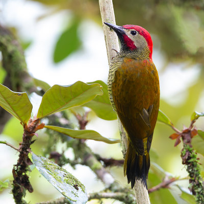 Crimson-mantled Woodpecker