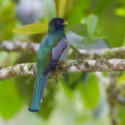 Collared Trogon