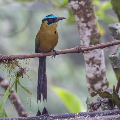 Andean Motmot