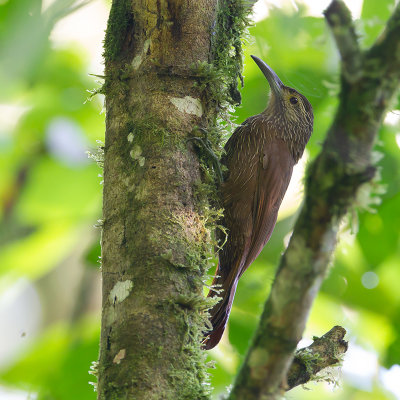 Strong-billed Woodkreeper