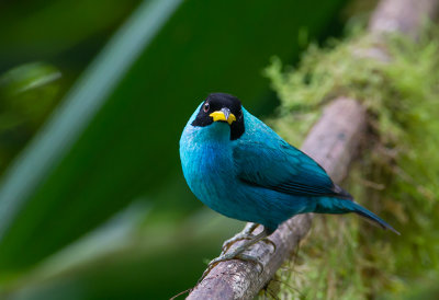 Green Honeycreeper (m)