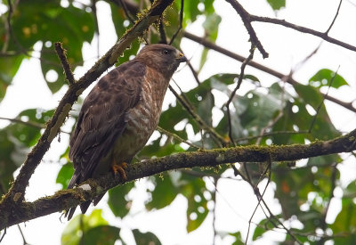 Broad-winged Hawk