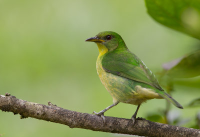 Green Honeycreeper 'f)