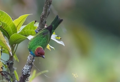 Bay-headed Tanager