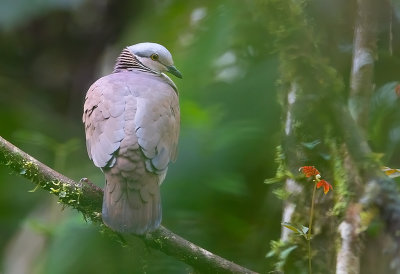 White-Throated-Qual-Dove.