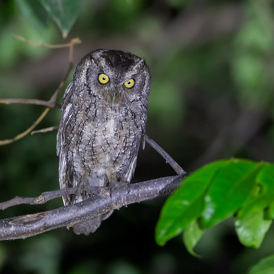 Peruvian-Screech Owl