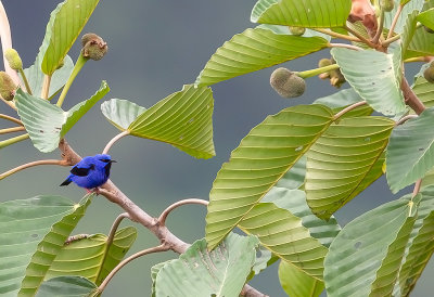 Short-billed Honeycreeper.