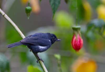 White-sided Flowerpiercer(m).