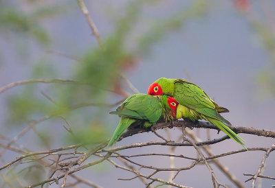 Red-Masked Parakeet.