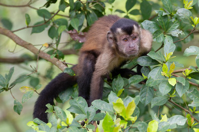 Brown Capucin Monkey