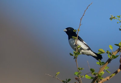 Black-and-White Seedeater.j