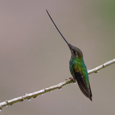 Sword-billed Hummingbird(f).