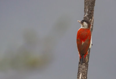 Scarlet-backed Woodpecker (f)