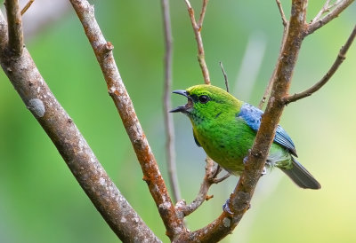 Dotted Tanager.j