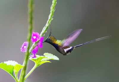 Wire-crested Thorntail.(M)