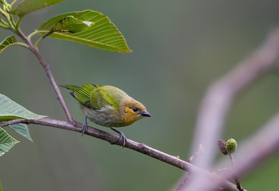 Silver-backed Tanager-(f)
