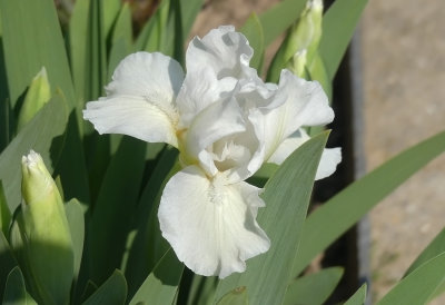 Lilliput Iris