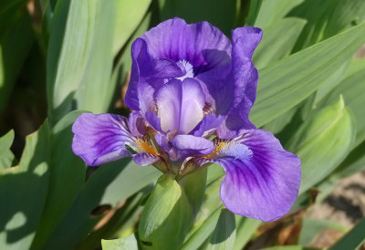 Lilliput Iris