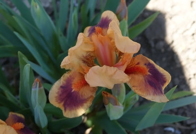 Lilliput Iris