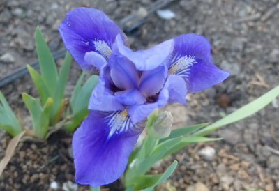 Lilliput Iris