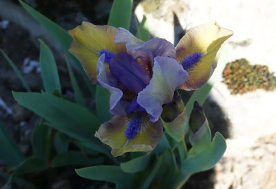 Lilliput Iris