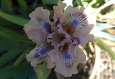 Lilliput Iris