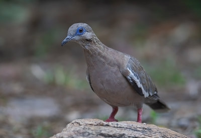 West-Peruvian Dove.