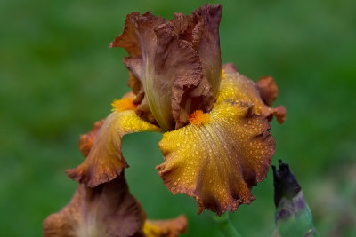 Iris Germanica ,,Tabac Blonde,,