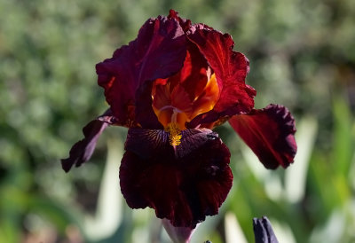 Iris Germanica ???