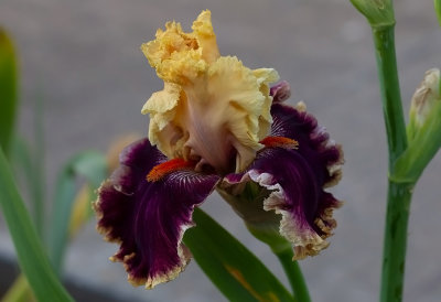 Iris Germanica ,, Decadende  ,,