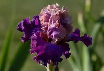 Iris Germanica,, Photogenetic,, 