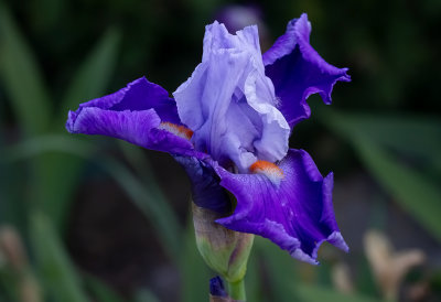  Iris Germanica,, Divine,,