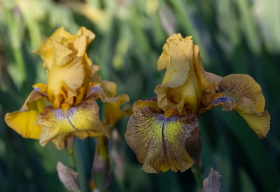  Iris Germanica,,  Desert Echo,,