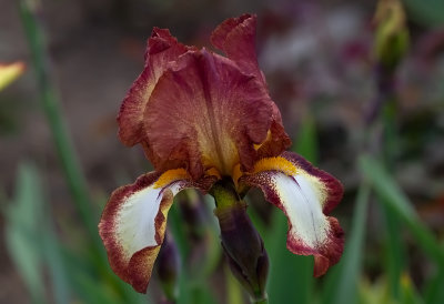 Iris Germanica ,, Rimfire ,,