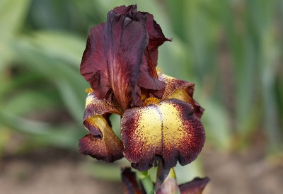  Iris Germanica ,, Provencal ,,