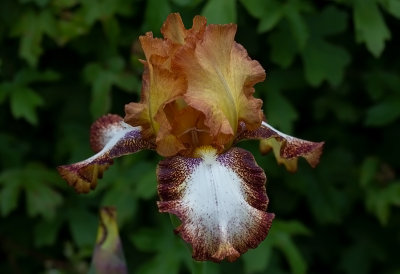  Iris Germanica ,, Siva-Siva