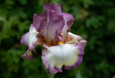  Iris Germanica,,