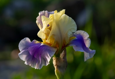 Iris Germanica ,, Balancoire,,