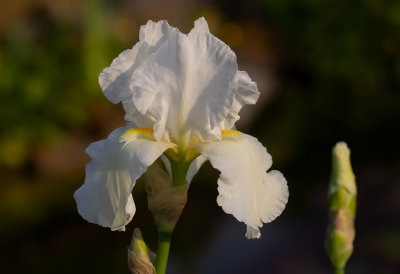 Iris Germanica ,,, ??