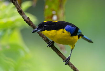 Blue-winged Mountain Tanager.