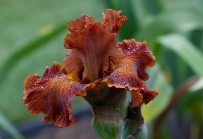  Iris Germanica ,, Classic Suede,, new for 2020