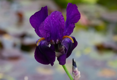 Iris Germanica ,, ??